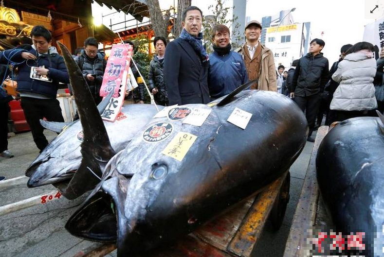 日本筑地魚市新年首拍現(xiàn)場，一條魚210萬人民幣