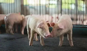 豬企3月出欄量大增，第三輪豬肉收儲完成，豬價繼續(xù)探底？